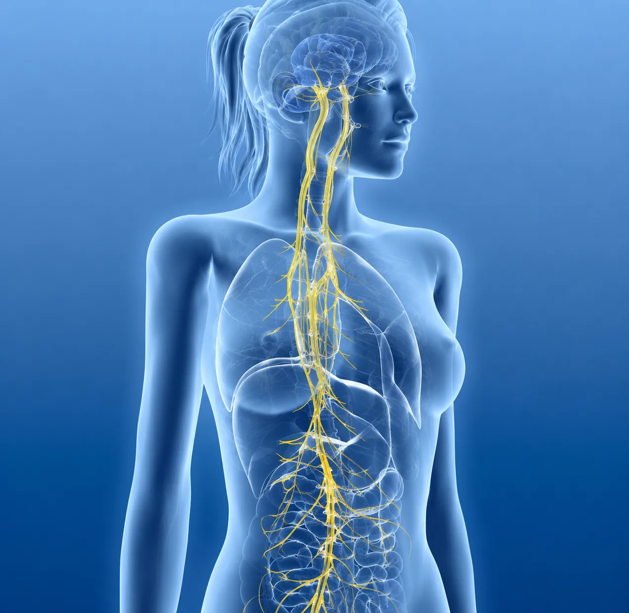 Le nerf vague dans le corps, du cerveau à l’abdomen