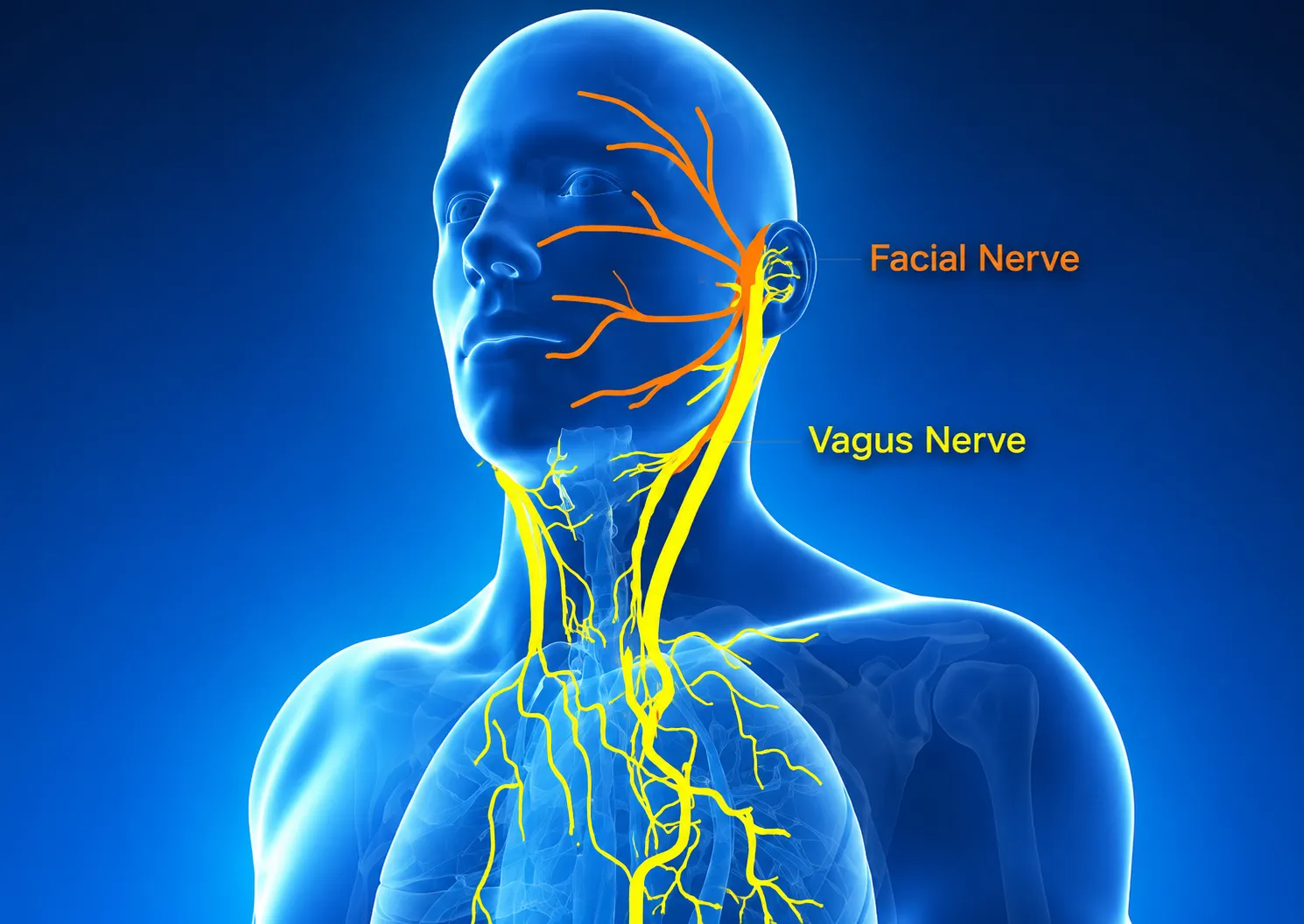Le nerf facial et le nerf vague au niveau de la tête et du cou